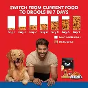 Drools adult nutrition chicken and egg 4.webp