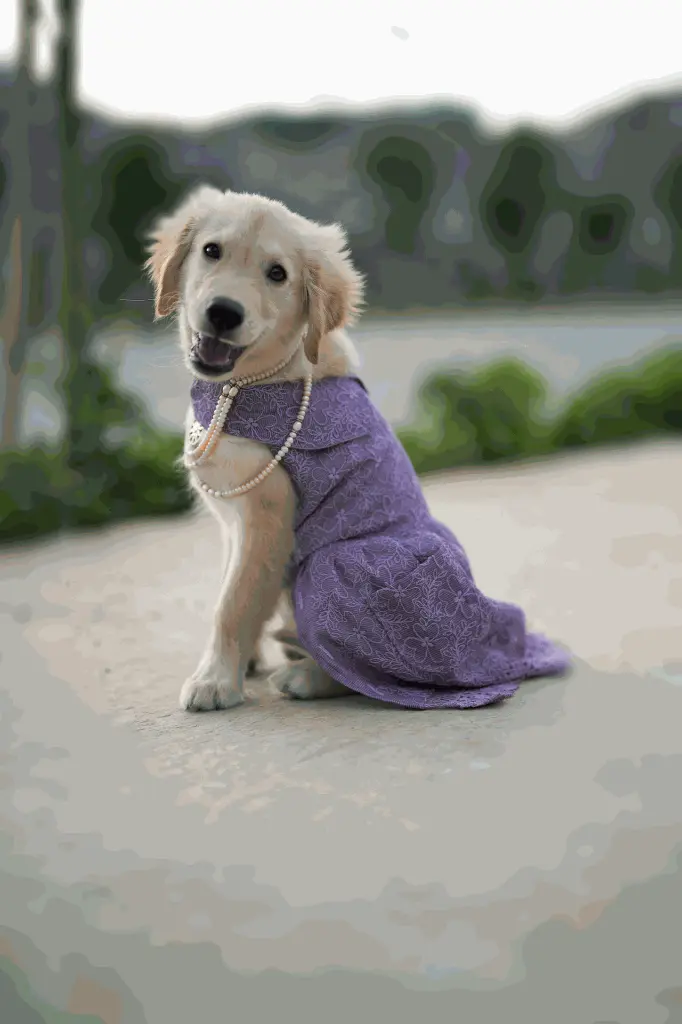 lavender_v001 (1).webp