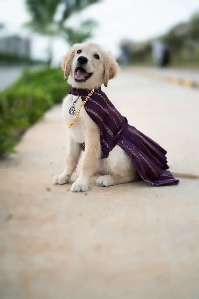 Purple Traditional Dress